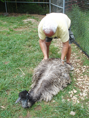 Lee Duquette petting an emu