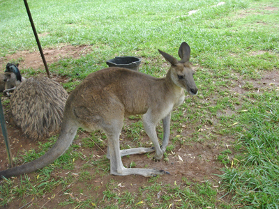 kangaroo