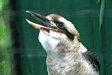 Kookaburra