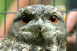 Papuan Frogmouth