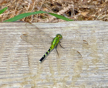 a green dragon fly