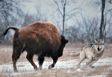 wall collage showing wolf and bison demonstration