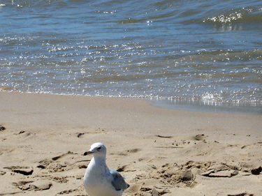 a seagull at Lake Michigan