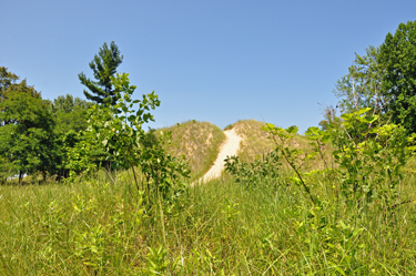 the first dune at Central Beach