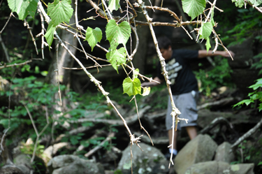 Alex emerging from the woods.