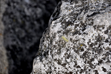 a catepillar on the rocks 