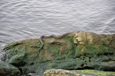 moccasin snake