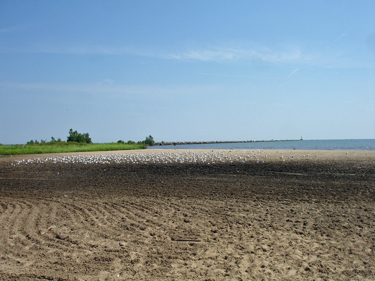 Lake Erie and lots of birds