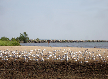 Lake Erie and lots of birds