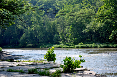 the river