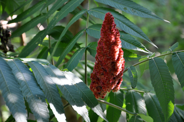 a flower at view from inside the Riverdale Road Covered Bridge