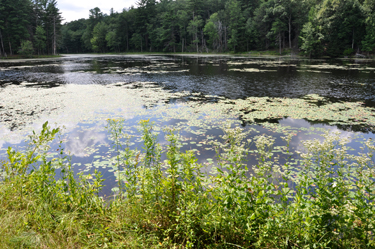 Lunden Pond