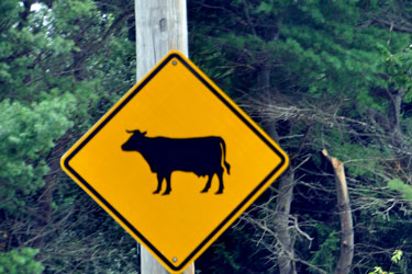 cow crossing sign