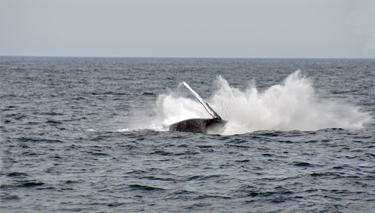 whale flapping