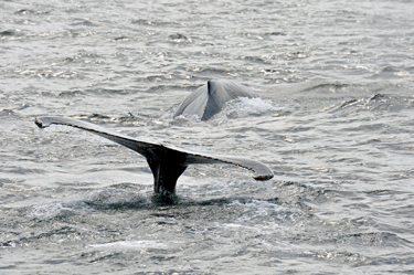 whale and tail