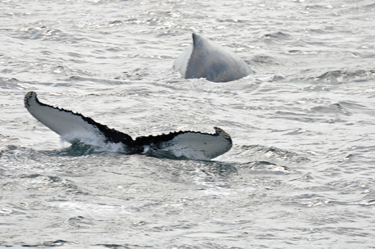 whale and tail