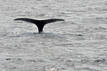 whale tail