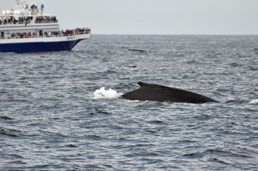 a whale