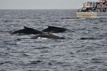 three whales