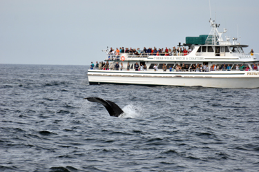 whale near boat