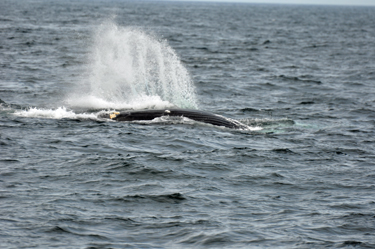 whale spouting