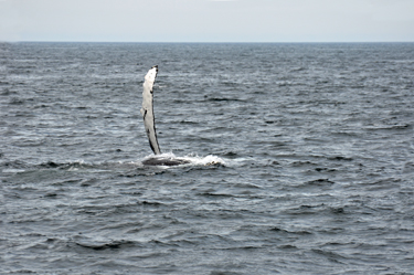 whale flapping