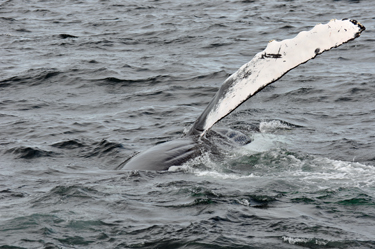 whale flapping