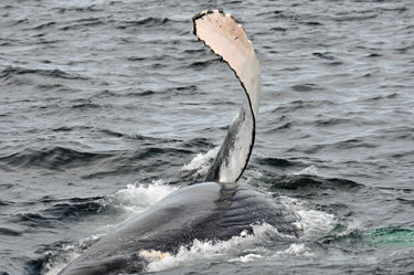 whale flapping