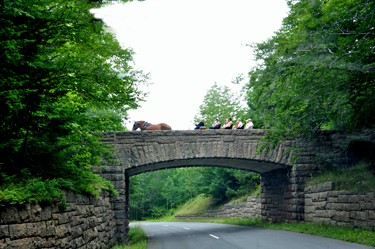 horse and buggy in Acadia National Park