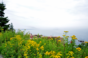 flowers at Acadia National Park