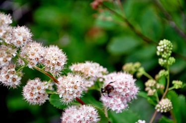 bee on flowers