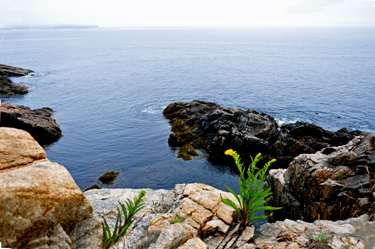 flowers in the cliffs