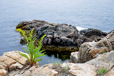 flowers in the cliffs