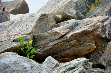 flowers in the cliffs