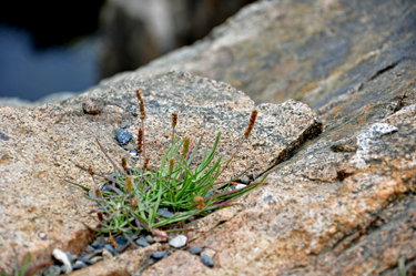 flowers in the cliffs