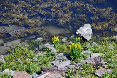 flowers in the waters 