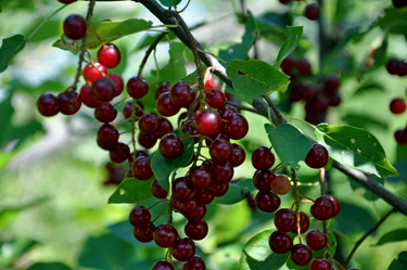 fruit growing on a tree