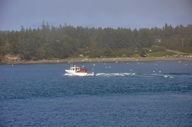 lobster boat and birds