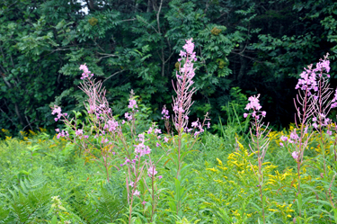 wild flowers