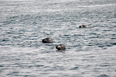 seals