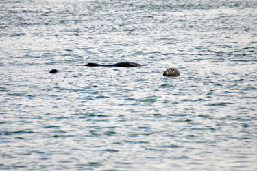 seals