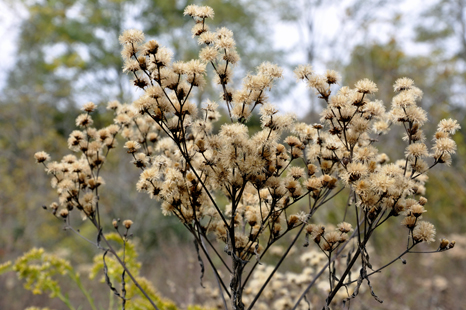 flowers in the Josephine Sculpture Park