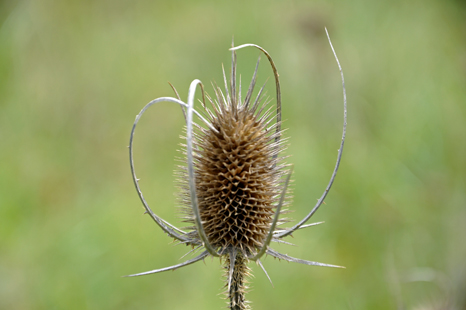 a flower in the Josephine Sculpture Park