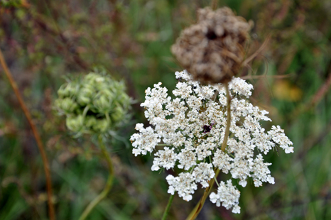 flowers in the Josephine Sculpture Park