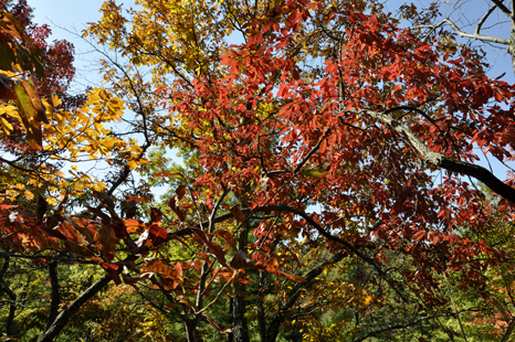 fall colors