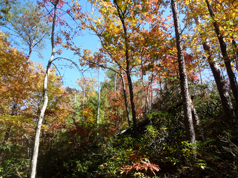 fall colors