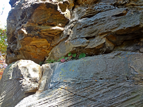 flowers and leaves in the crevice