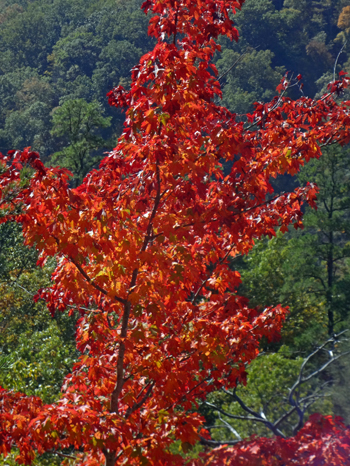 a beautiful red tree