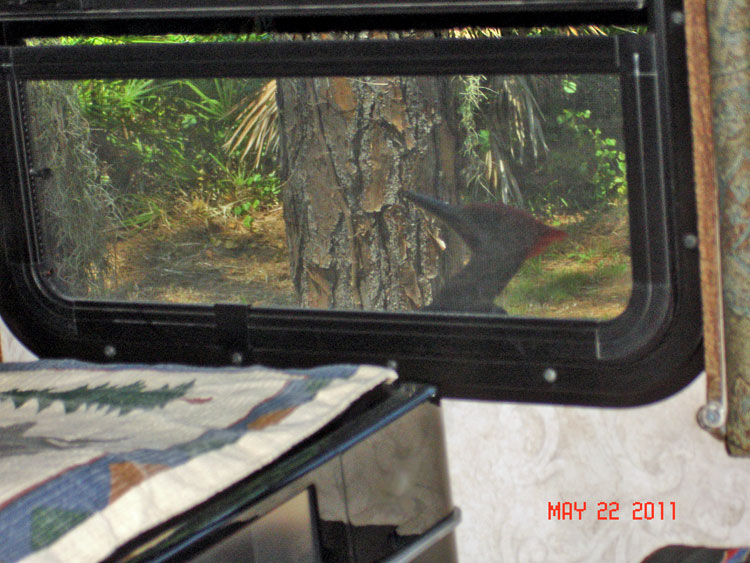 a woodpecker pecks at the window of the two RV Gyspies