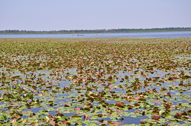 kayakers and a canoe on the Myakka River